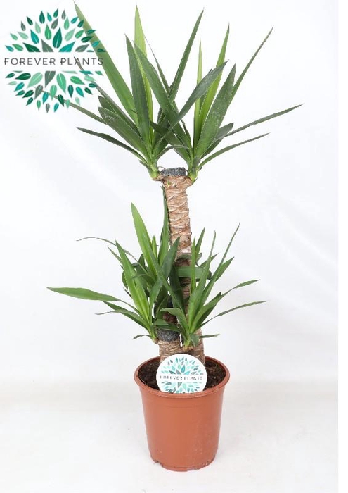Yucca Elephantipes 3 toef 60-30-20 Stam