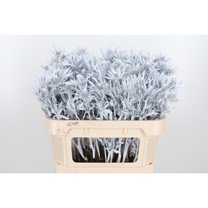 Eryn Orion Kl Bh Wit