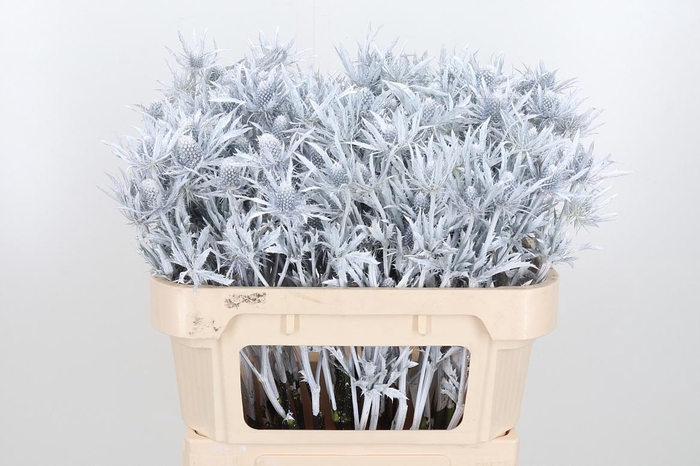 <h4>Eryn Orion Kl Bh Wit</h4>