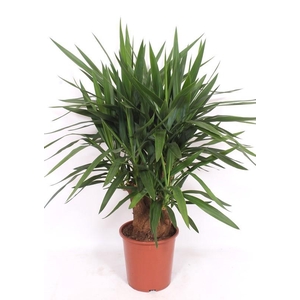 Yucca elephantipes 3+ armen