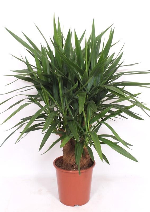 <h4>Yucca elephantipes 3+ armen</h4>