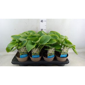 Hosta sieboldiana 'Frances William'