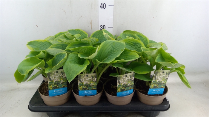 <h4>Hosta sieboldiana 'Frances William'</h4>