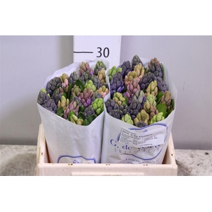 Hyac Gem 3 Kleuren