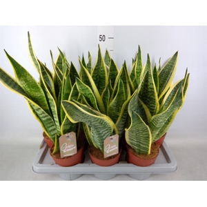 Sansevieria trifa. 'Futura Superba'