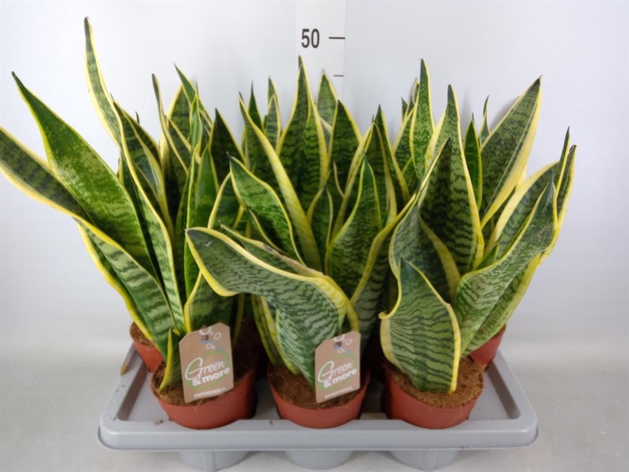 <h4>Sansevieria trifa. 'Futura Superba'</h4>