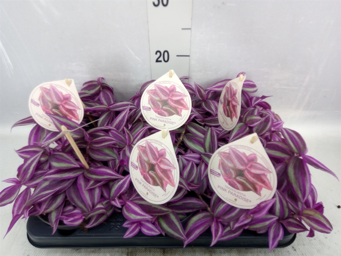 <h4>Tradescantia   ...</h4>