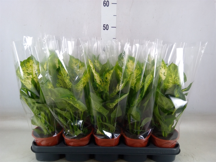 <h4>Dieffenbachia  'Compacta'</h4>