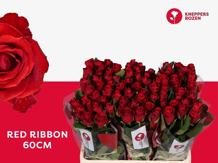 <h4>R GR RED RIBBON</h4>