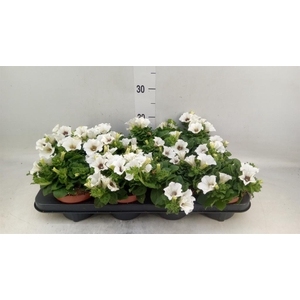 Petunia  'Surfinia Baby White'