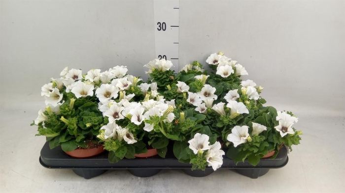 <h4>Petunia  'Surfinia Baby White'</h4>