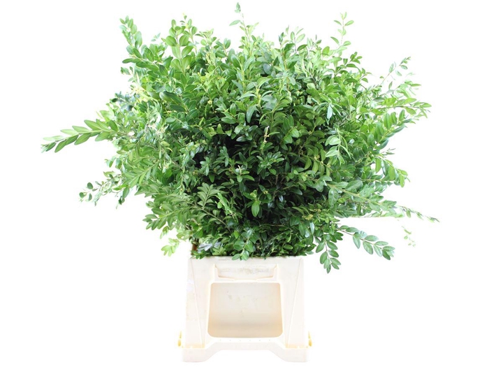 <h4>Buxus Per Bos</h4>