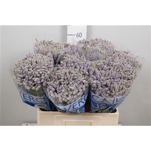 Veronica  'Smart Splash'
