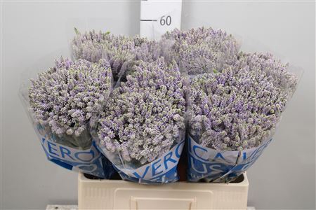 <h4>Veronica  'Smart Splash'</h4>