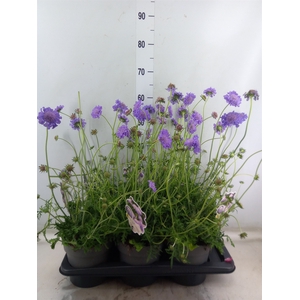 Scabiosa columb. 'Butterfly Blue'