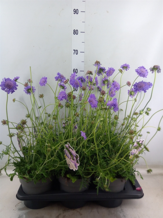 <h4>Scabiosa columb. 'Butterfly Blue'</h4>