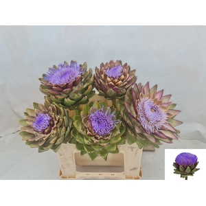 CYNARA SC GREEN GLOB