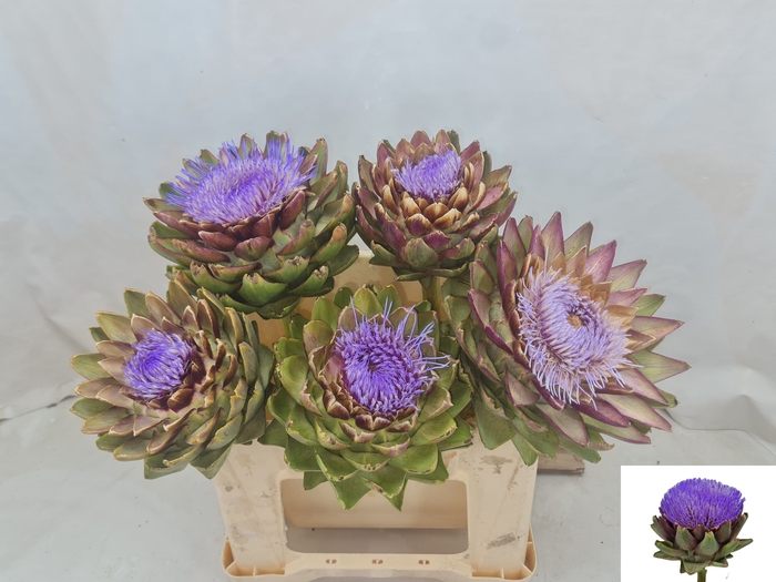 <h4>CYNARA SC GREEN GLOB</h4>