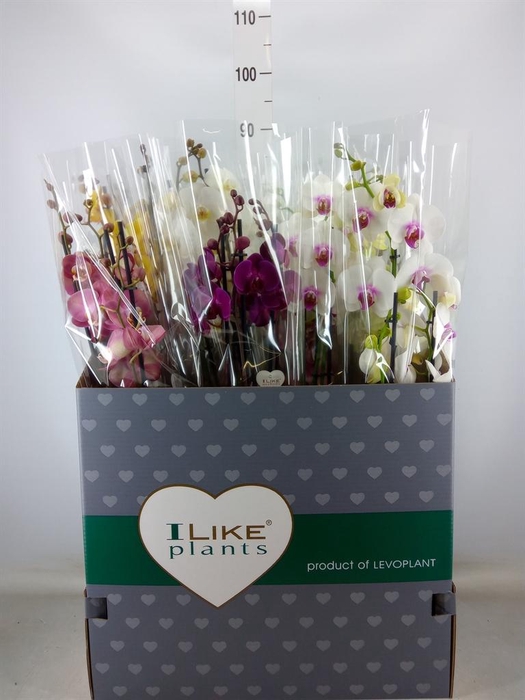 <h4>Phalaenopsis   ...mix</h4>