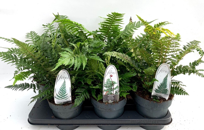 <h4>Varens gemengd</h4>