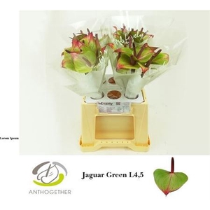 ANTH JAGUAR GREEN WATER