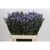 Aster 'Cassandra'