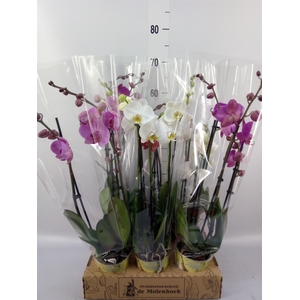 Phalaenopsis   ...mix  4