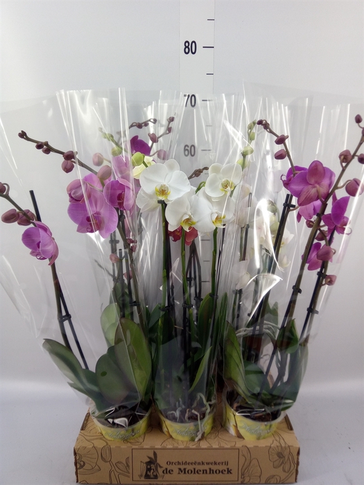 <h4>Phalaenopsis   ...mix  4</h4>