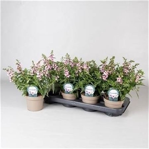 Angelonia 'Serena Lavender'