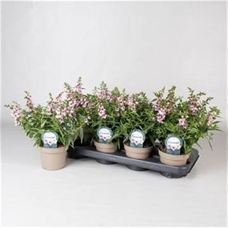 <h4>Angelonia 'Serena Lavender'</h4>