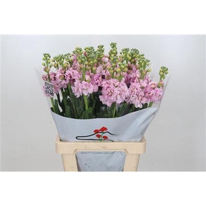 MATTHIOLA IRON CHERRY BLOSSOM 45 CM