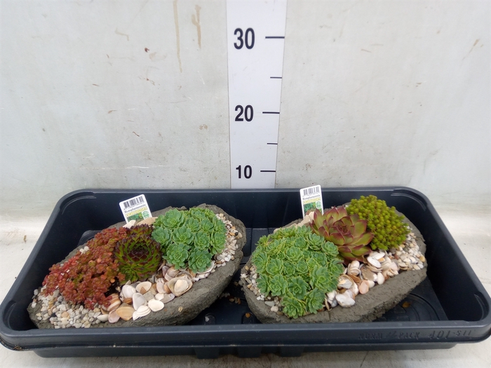 <h4>Arr.   Tuinplanten L%</h4>