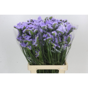 Limonium Statice Crystal Sky Blue