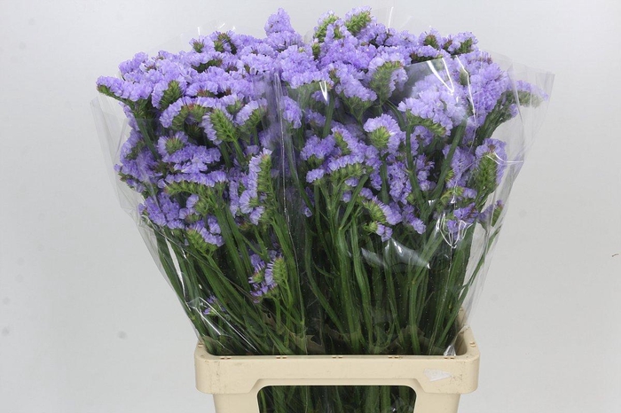 <h4>Limonium Statice Crystal Sky Blue</h4>