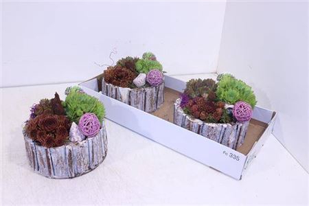 <h4>Arr Sempervivum</h4>