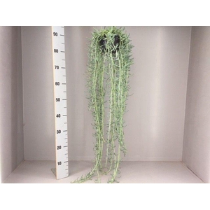 Senecio radicans XXL