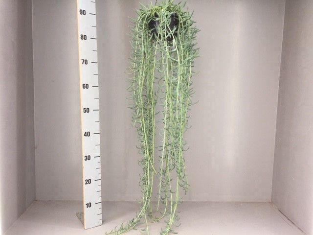 <h4>Senecio radicans XXL</h4>