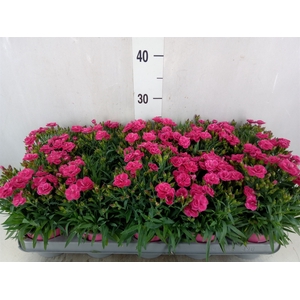Dianthus car. 'Peman'