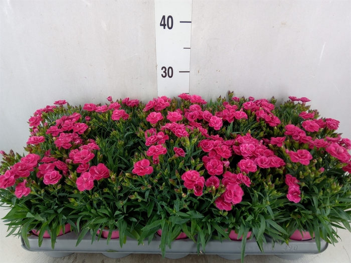 <h4>Dianthus car. 'Peman'</h4>