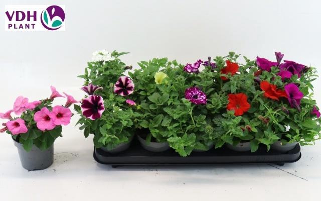 <h4>PERKPL GEM IN POT</h4>