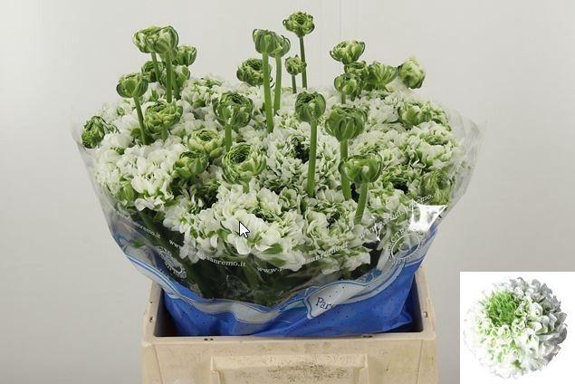 <h4>RAN PON PON IGLOO</h4>