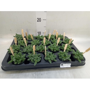 Delosperma echinatum