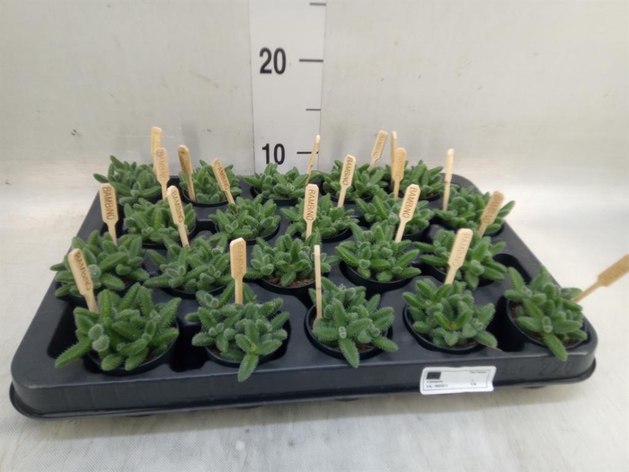 <h4>Delosperma echinatum</h4>