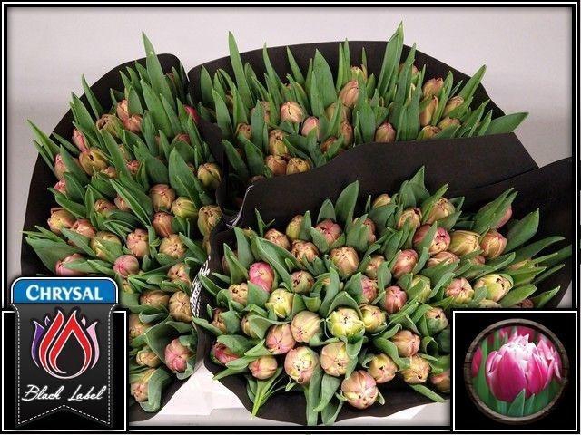 <h4>TU DU COLUMBUS</h4>