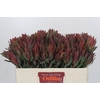 Leucadendron Highlight