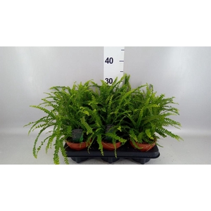 Nephrolepis cord. 'Duffii'
