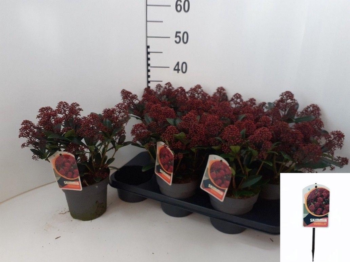 <h4>SKIM J RUBELLA</h4>