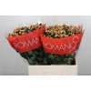 Hypericum Mellow Romance