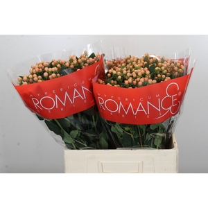 Hypericum Mellow Romance