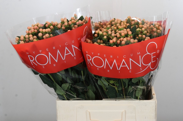 <h4>Hypericum Mellow Romance</h4>